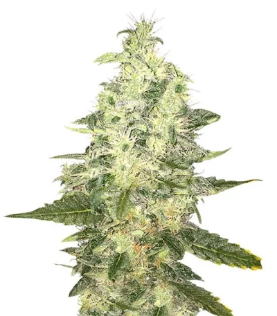 Supreme CBD Kush fem