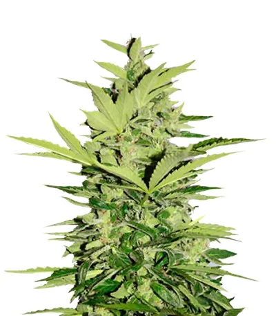 Supreme CBD Lemon OG Autoflower fem