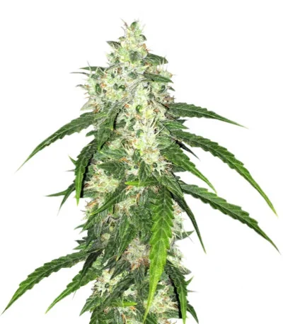 Swiss Cheese Autoflower fem