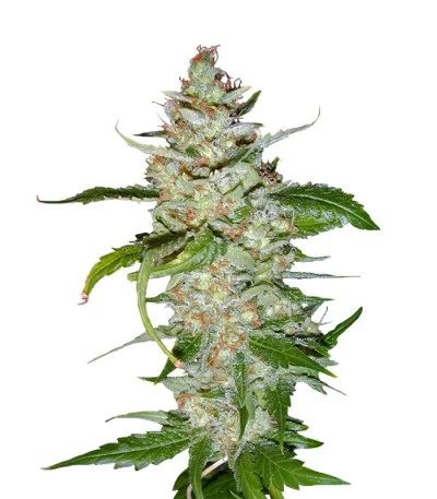 Swiss Cheese fem