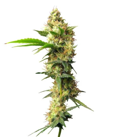 Urban Poison fem