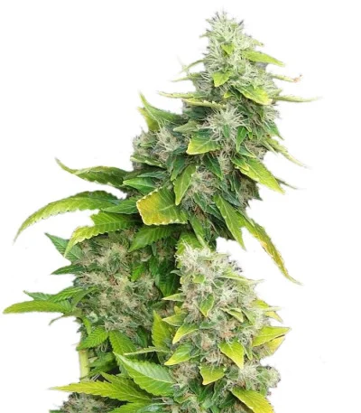 White Rhino fem