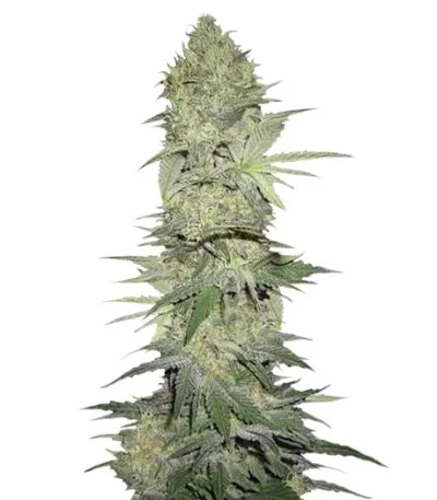 White Widow Autoflower fem