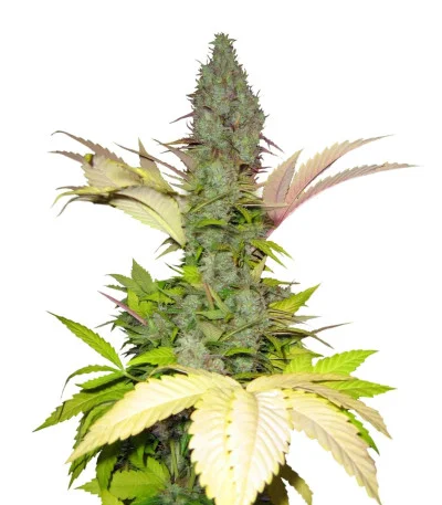White Widow regular