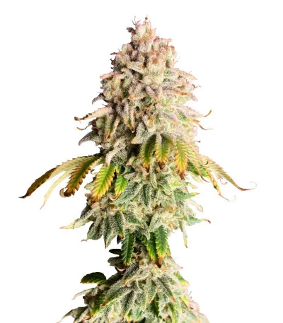 Frosted Guava fem