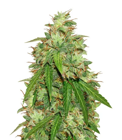 Girl Scout Cookies Auto fem