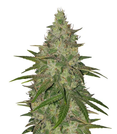 Zkittlez fem