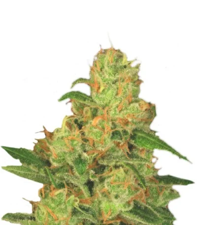 Acid Auto fem