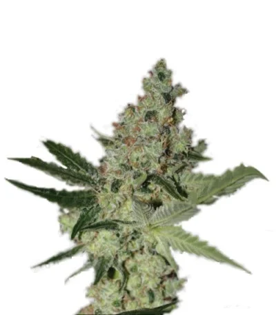 Acid fem