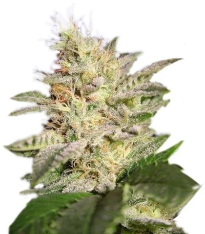 Allkush fem