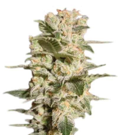 Belladonna fem