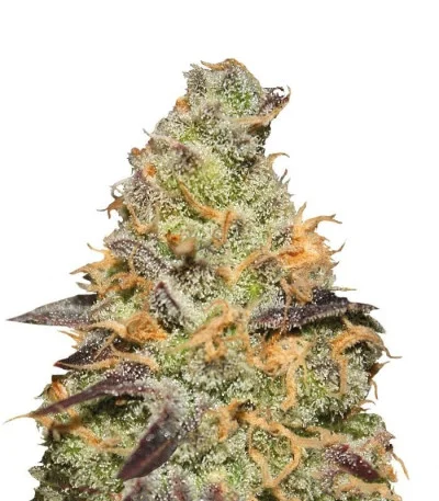 Blue Kush Berry fem