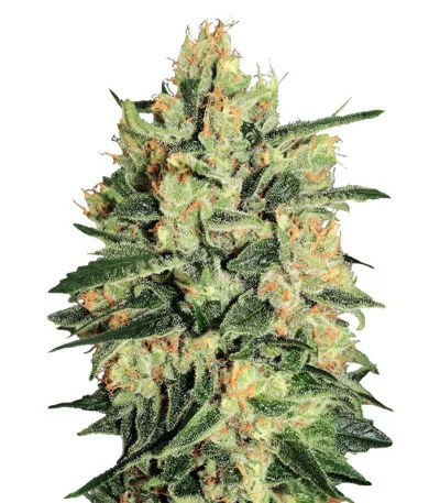 Durga Mata II CBD fem
