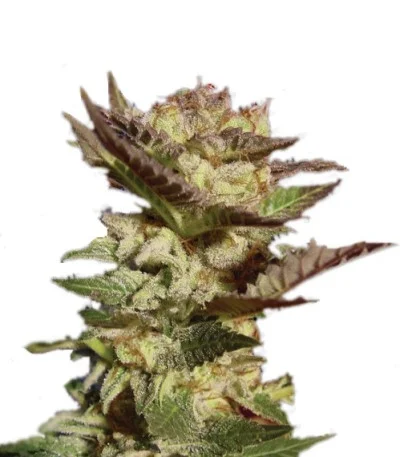 Durga Mata fem