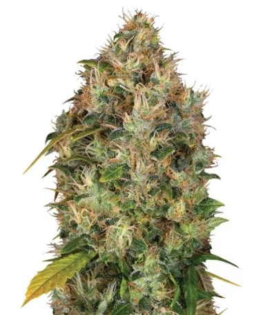 Dutch Kush fem
