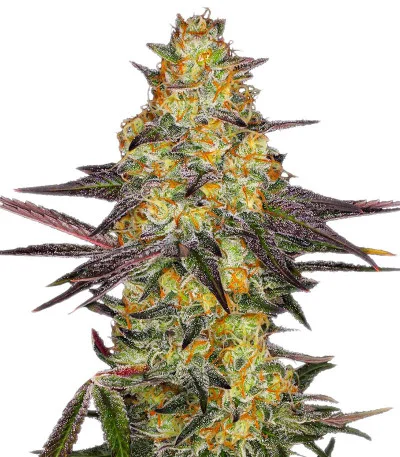 El Dorado OG fem