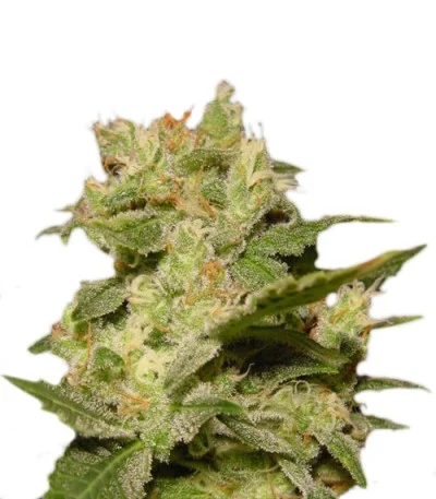 Jack Auto fem