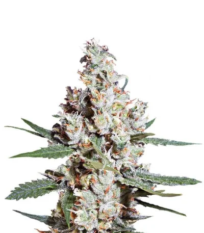 L.A. Amnesia fem