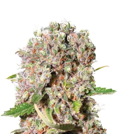 Mendocino Skunk fem