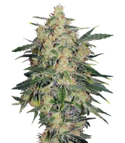 Nebula II CBD fem