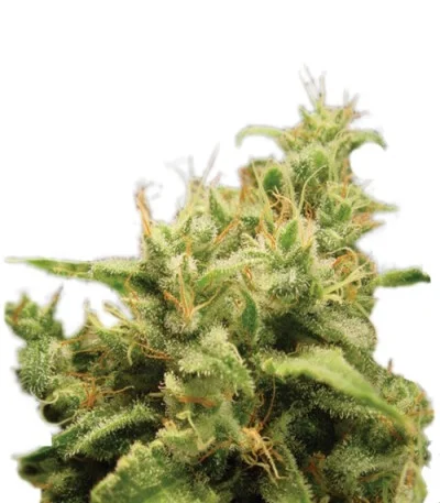 Opium fem