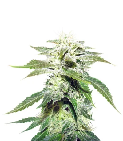 Original White Widow (IBL) fem