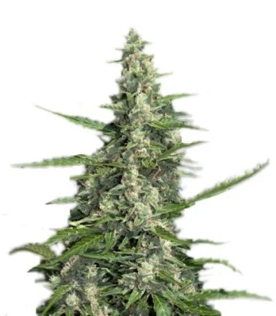 Pandora Auto fem