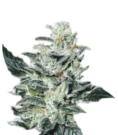 Sensi Star fem