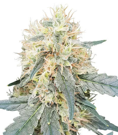 Stromboli Auto fem