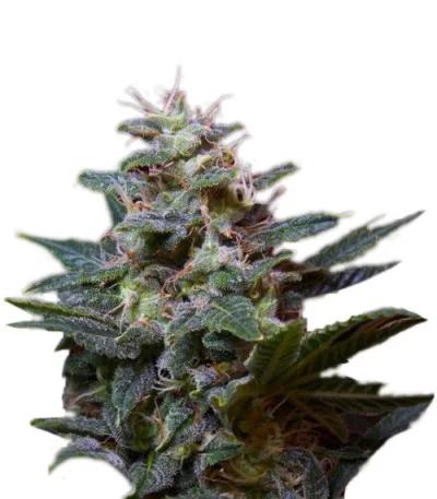Sweet Purple fem