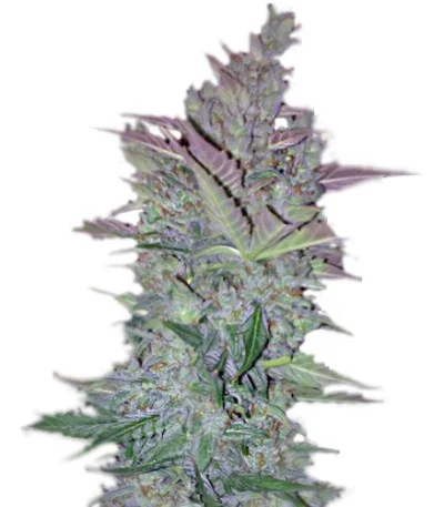 Vertigo Auto fem
