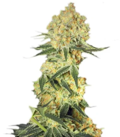 Wappa Auto fem