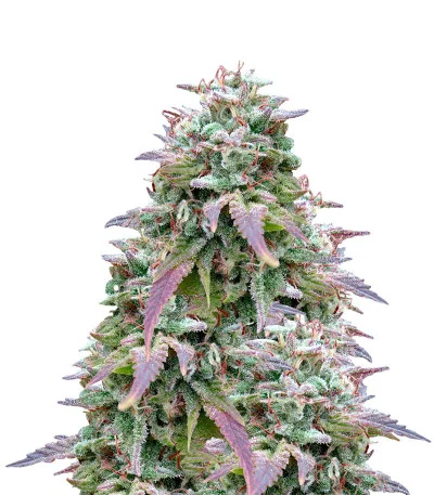 White Berry fem