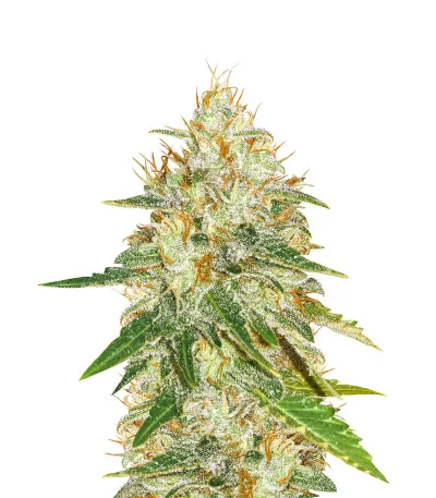 American Pie fem