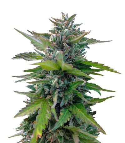 Black Cherry Punch fem