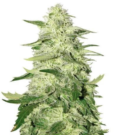 Kryptonite fem