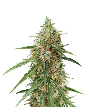 Lennon Auto fem