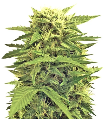 Super Hash Auto fem