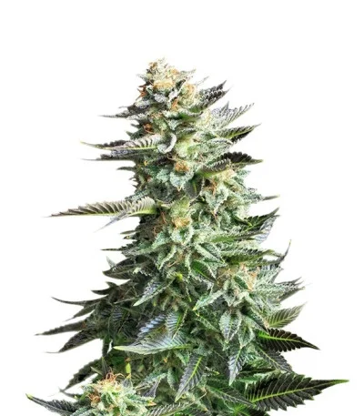 Amnesia Haze fem