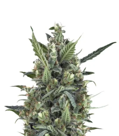 Blue Cheese Automatic fem