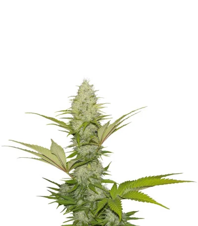Blue Cheese fem