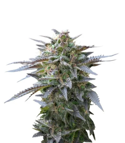 Blue Mystic fem