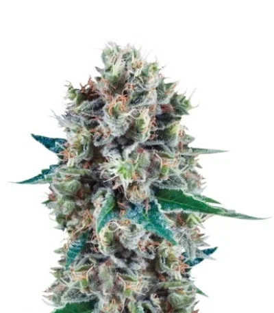 Bubble Kush Automatic fem