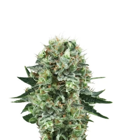 Bubble Kush fem