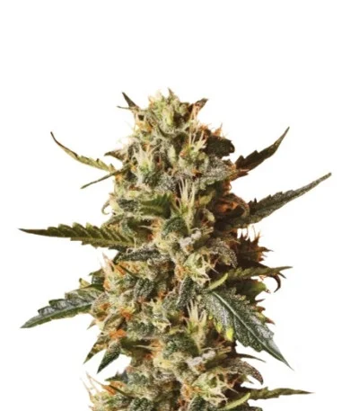 Bubblegum XL fem