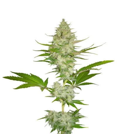Candy Kush Express (Fast Flowering) fem