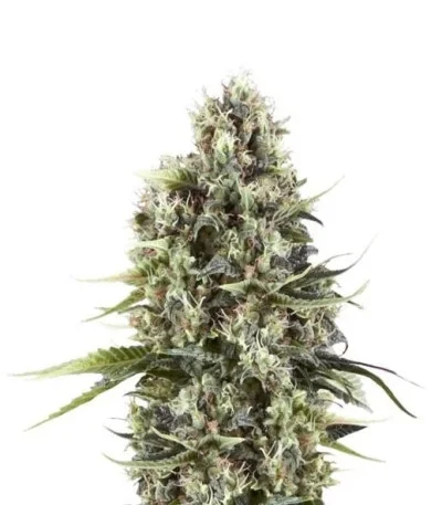 Chocolate Haze fem
