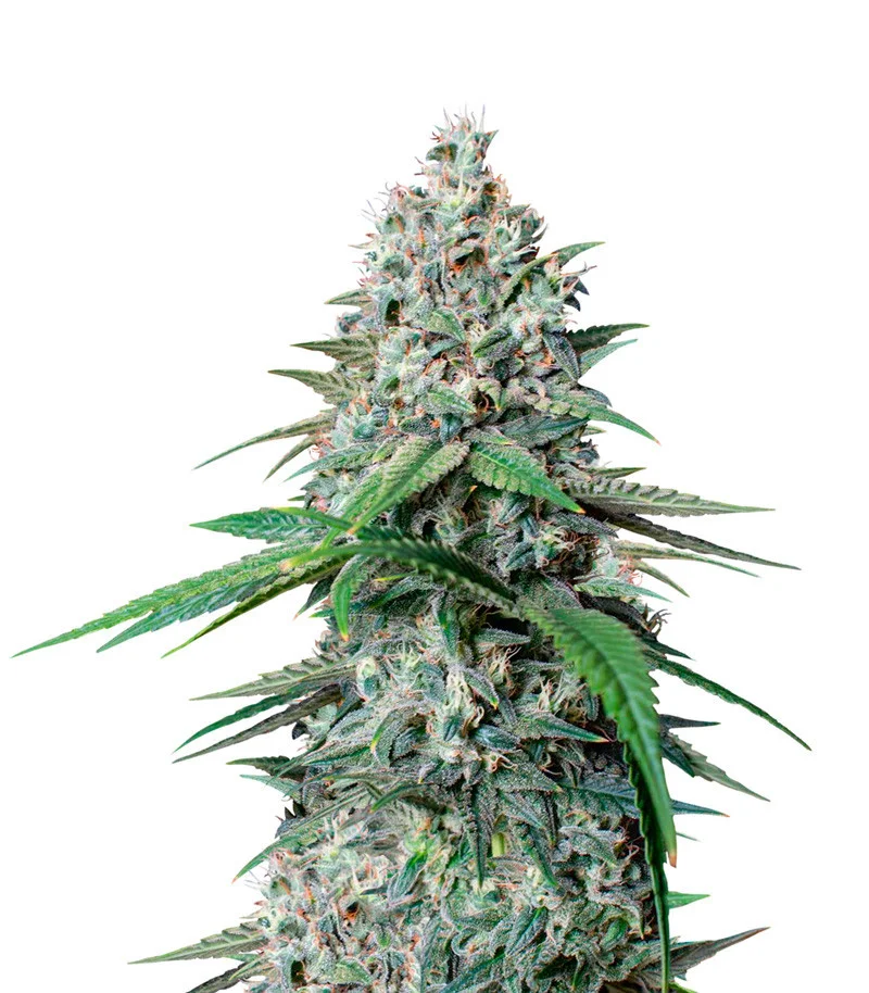 Cookies Gelato fem