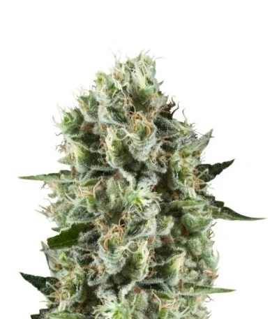 Critical Kush fem