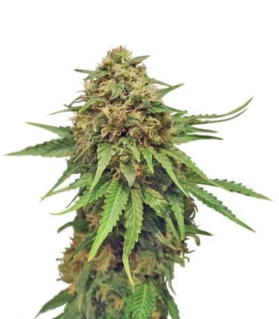 Critical fem